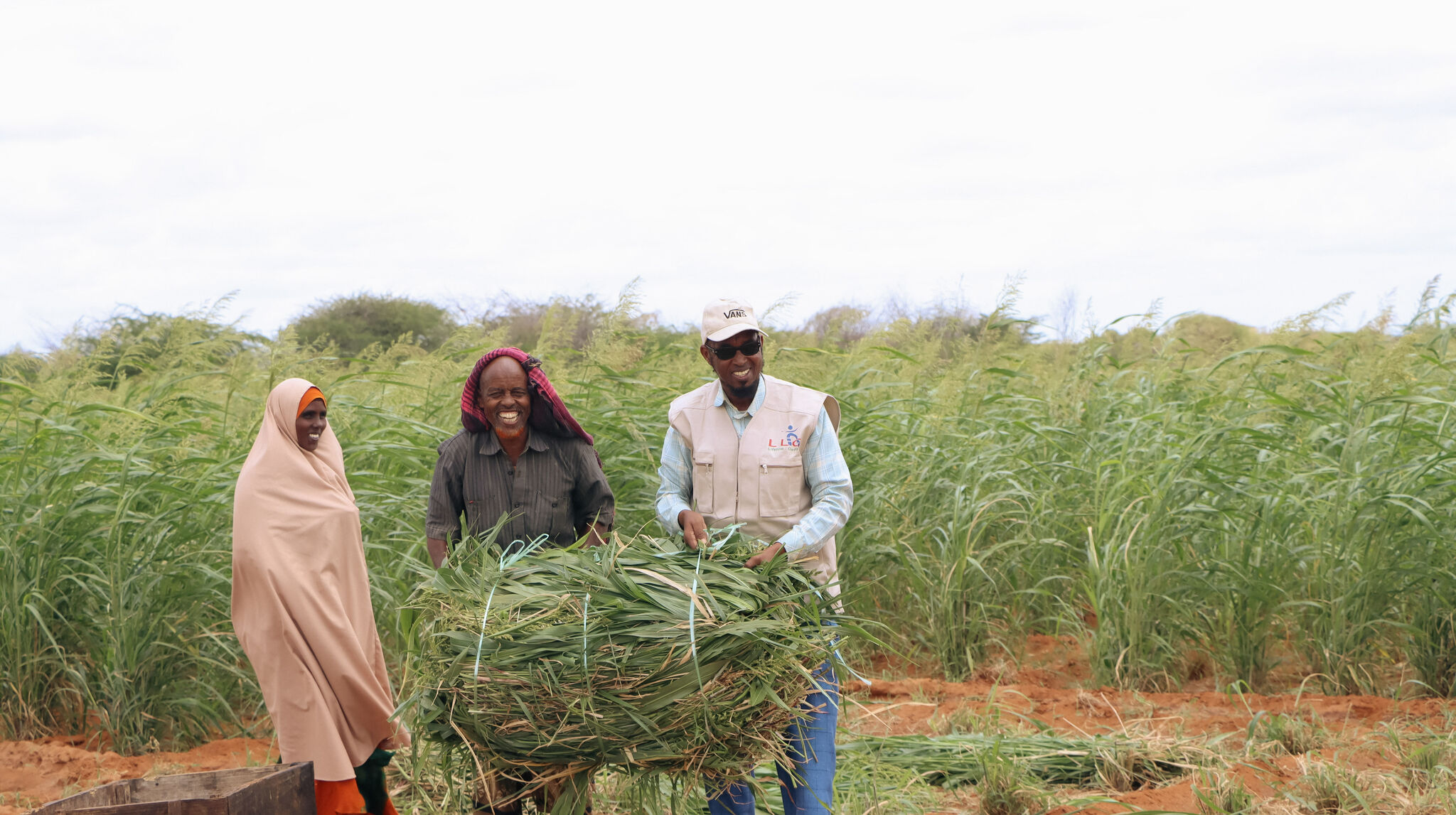 New Fodder Initiative Reduces Feed Shortages and Creates Income for Somali Farmers